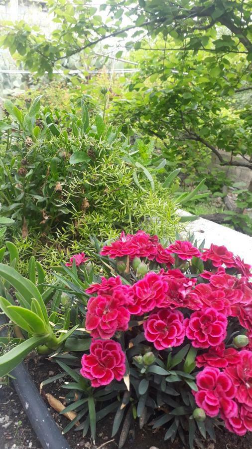 Carrubo - Giardino In Citta Villa Катания Екстериор снимка